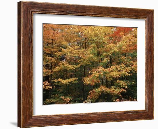 Canada, Ontario, Gravenhurst, Forest in Autumn-Mike Grandmaison-Framed Photographic Print