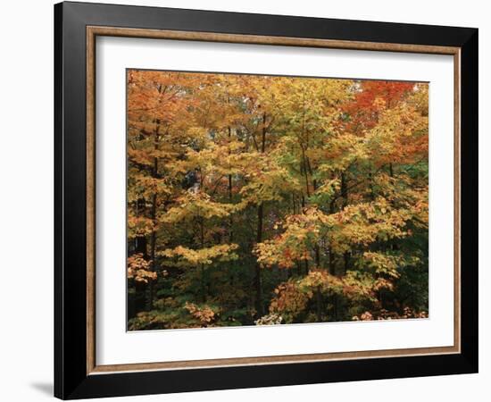 Canada, Ontario, Gravenhurst, Forest in Autumn-Mike Grandmaison-Framed Photographic Print