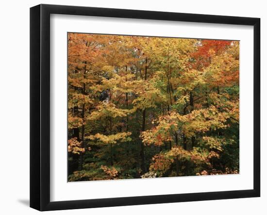 Canada, Ontario, Gravenhurst, Forest in Autumn-Mike Grandmaison-Framed Photographic Print