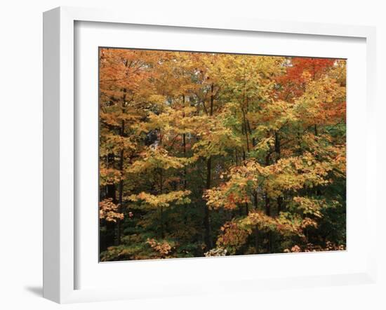 Canada, Ontario, Gravenhurst, Forest in Autumn-Mike Grandmaison-Framed Photographic Print