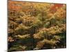 Canada, Ontario, Gravenhurst, Forest in Autumn-Mike Grandmaison-Mounted Photographic Print