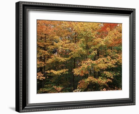 Canada, Ontario, Gravenhurst, Forest in Autumn-Mike Grandmaison-Framed Photographic Print