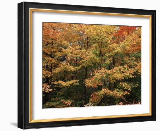 Canada, Ontario, Gravenhurst, Forest in Autumn-Mike Grandmaison-Framed Photographic Print