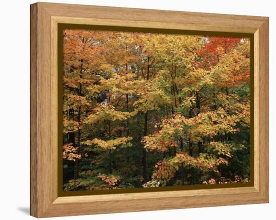 Canada, Ontario, Gravenhurst, Forest in Autumn-Mike Grandmaison-Framed Premier Image Canvas