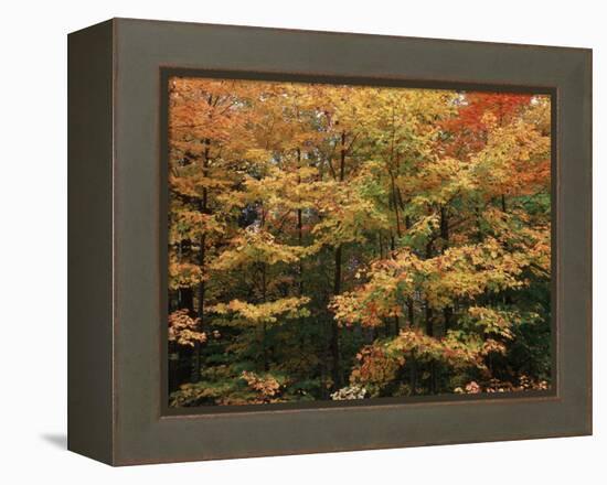 Canada, Ontario, Gravenhurst, Forest in Autumn-Mike Grandmaison-Framed Premier Image Canvas