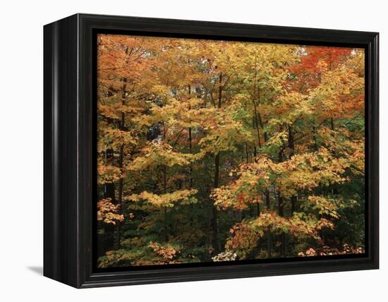 Canada, Ontario, Gravenhurst, Forest in Autumn-Mike Grandmaison-Framed Premier Image Canvas