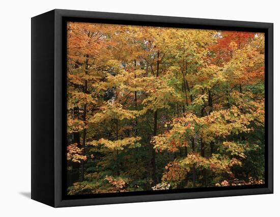 Canada, Ontario, Gravenhurst, Forest in Autumn-Mike Grandmaison-Framed Premier Image Canvas