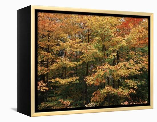 Canada, Ontario, Gravenhurst, Forest in Autumn-Mike Grandmaison-Framed Premier Image Canvas