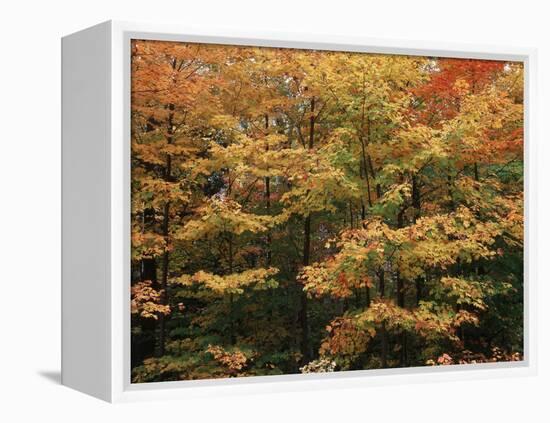 Canada, Ontario, Gravenhurst, Forest in Autumn-Mike Grandmaison-Framed Premier Image Canvas