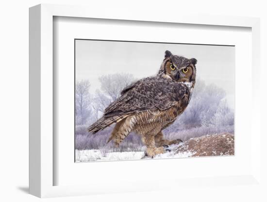 Canada, Ontario. Great horned owl close-up.-Jaynes Gallery-Framed Photographic Print