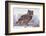 Canada, Ontario. Great horned owl close-up.-Jaynes Gallery-Framed Photographic Print