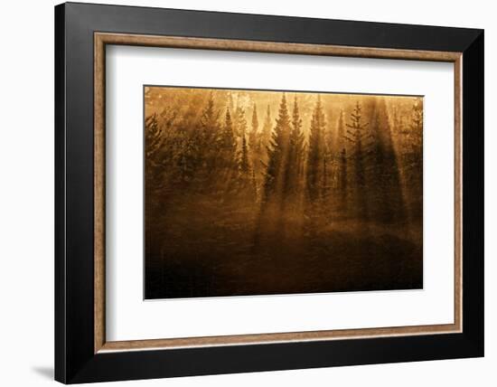 Canada, Ontario, Kenora. Backlit tree shadows at sunrise.-Jaynes Gallery-Framed Photographic Print