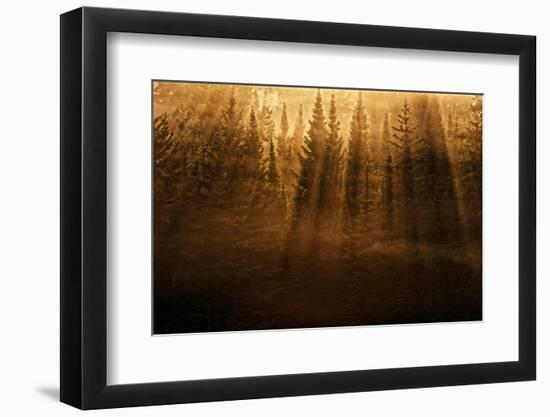 Canada, Ontario, Kenora. Backlit tree shadows at sunrise.-Jaynes Gallery-Framed Photographic Print