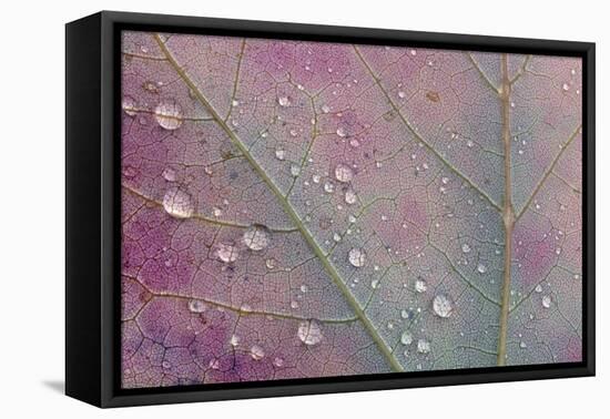 Canada, Ontario, Sioux Narrows. Red maple leaf and rain drops in autumn.-Jaynes Gallery-Framed Premier Image Canvas