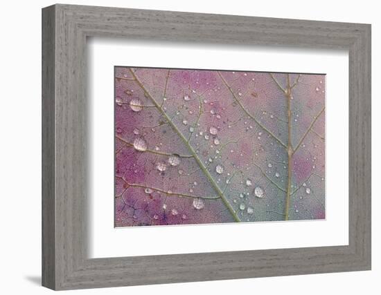 Canada, Ontario, Sioux Narrows. Red maple leaf and rain drops in autumn.-Jaynes Gallery-Framed Photographic Print