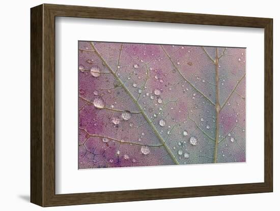 Canada, Ontario, Sioux Narrows. Red maple leaf and rain drops in autumn.-Jaynes Gallery-Framed Photographic Print