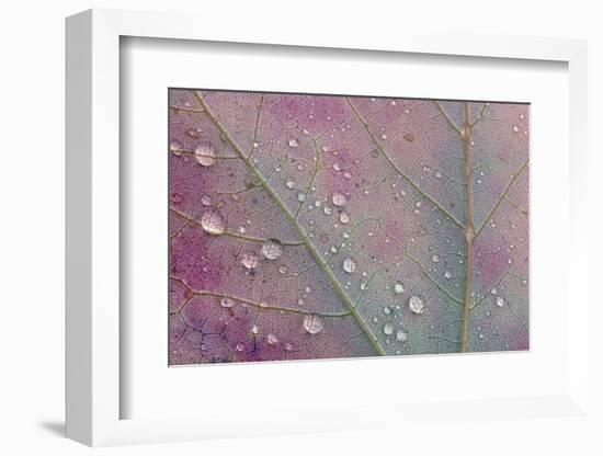 Canada, Ontario, Sioux Narrows. Red maple leaf and rain drops in autumn.-Jaynes Gallery-Framed Photographic Print