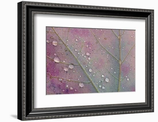 Canada, Ontario, Sioux Narrows. Red maple leaf and rain drops in autumn.-Jaynes Gallery-Framed Photographic Print