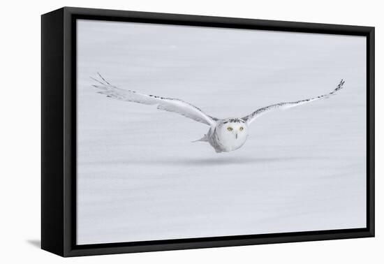 Canada, Ontario. Snowy owl flies low to ground.-Jaynes Gallery-Framed Premier Image Canvas