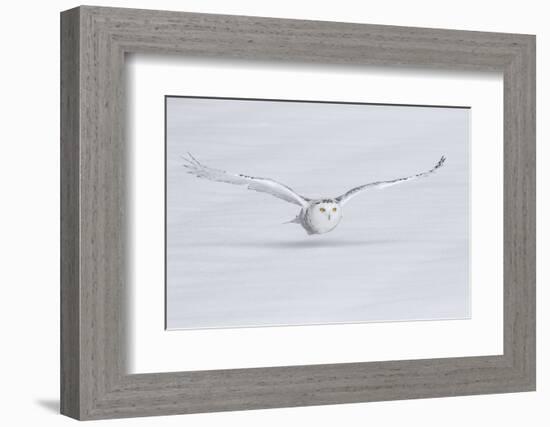 Canada, Ontario. Snowy owl flies low to ground.-Jaynes Gallery-Framed Photographic Print