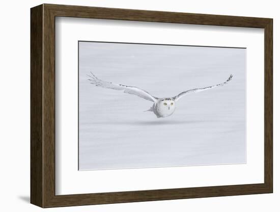 Canada, Ontario. Snowy owl flies low to ground.-Jaynes Gallery-Framed Photographic Print