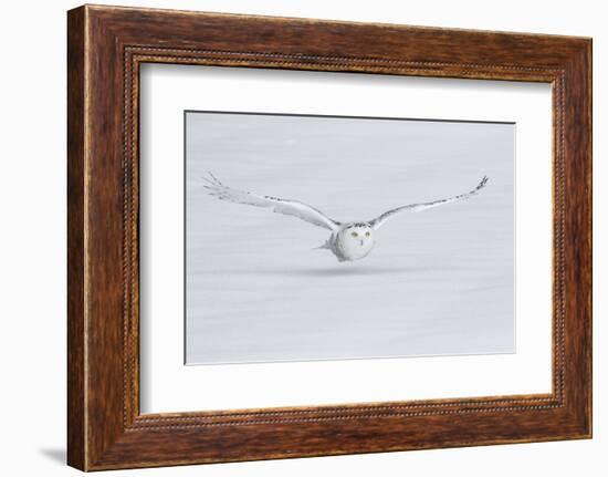 Canada, Ontario. Snowy owl flies low to ground.-Jaynes Gallery-Framed Photographic Print