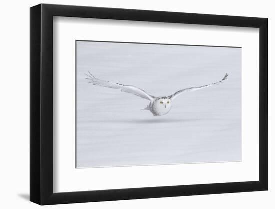 Canada, Ontario. Snowy owl flies low to ground.-Jaynes Gallery-Framed Photographic Print