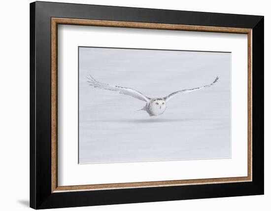 Canada, Ontario. Snowy owl flies low to ground.-Jaynes Gallery-Framed Photographic Print