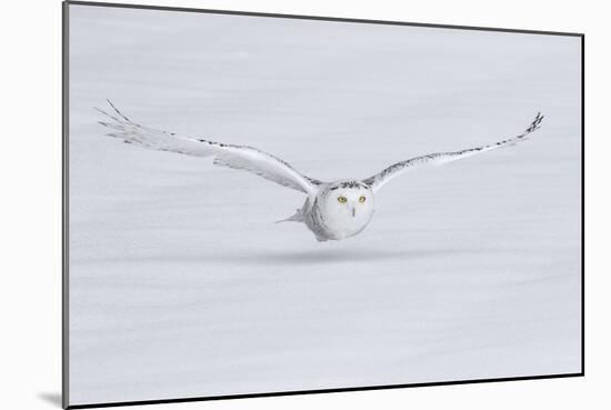 Canada, Ontario. Snowy owl flies low to ground.-Jaynes Gallery-Mounted Photographic Print