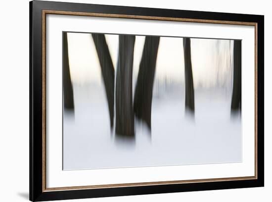 Canada, Ottawa, Ottawa River. Abstract of Tree Trunks in Snow-Bill Young-Framed Photographic Print