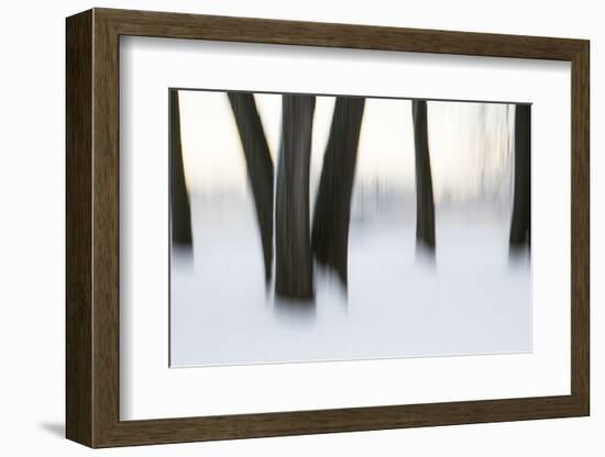 Canada, Ottawa, Ottawa River. Abstract of Tree Trunks in Snow-Bill Young-Framed Photographic Print