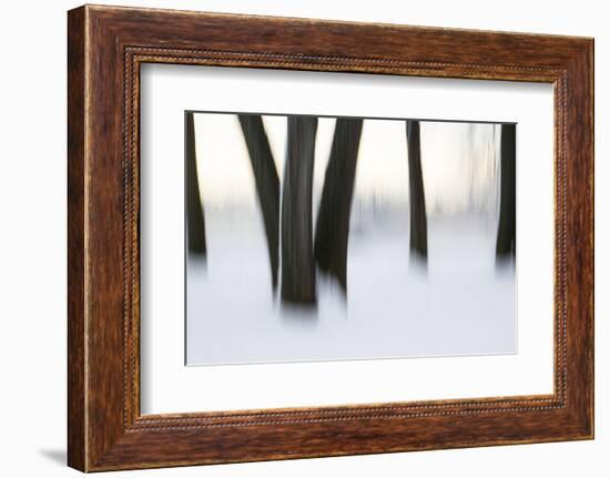 Canada, Ottawa, Ottawa River. Abstract of Tree Trunks in Snow-Bill Young-Framed Photographic Print