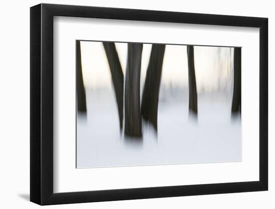 Canada, Ottawa, Ottawa River. Abstract of Tree Trunks in Snow-Bill Young-Framed Photographic Print