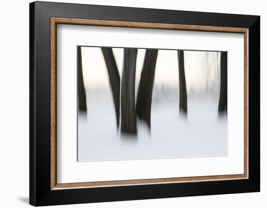 Canada, Ottawa, Ottawa River. Abstract of Tree Trunks in Snow-Bill Young-Framed Photographic Print