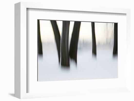 Canada, Ottawa, Ottawa River. Abstract of Tree Trunks in Snow-Bill Young-Framed Photographic Print