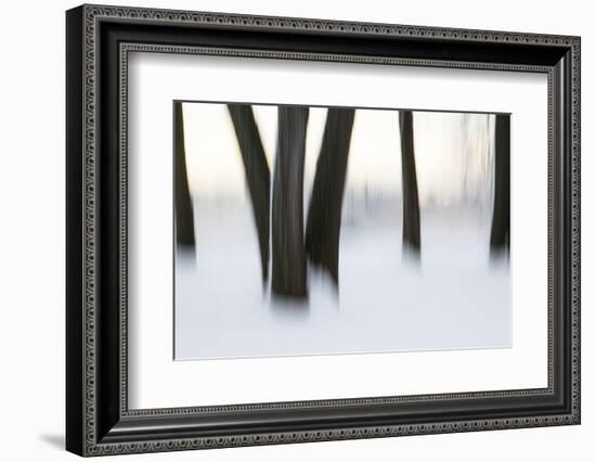 Canada, Ottawa, Ottawa River. Abstract of Tree Trunks in Snow-Bill Young-Framed Photographic Print