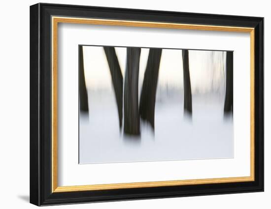 Canada, Ottawa, Ottawa River. Abstract of Tree Trunks in Snow-Bill Young-Framed Photographic Print