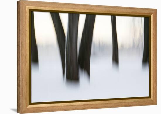 Canada, Ottawa, Ottawa River. Abstract of Tree Trunks in Snow-Bill Young-Framed Premier Image Canvas