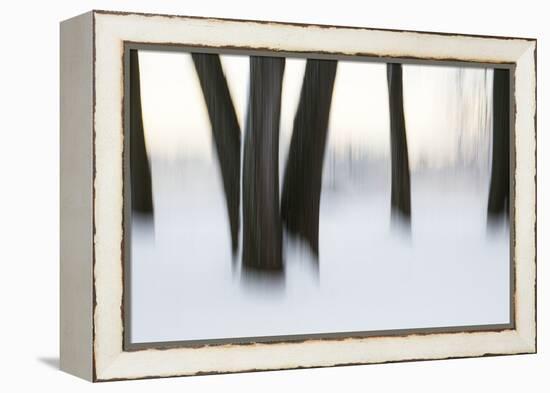 Canada, Ottawa, Ottawa River. Abstract of Tree Trunks in Snow-Bill Young-Framed Premier Image Canvas