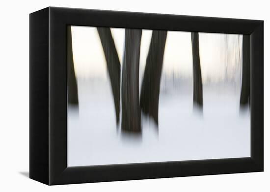 Canada, Ottawa, Ottawa River. Abstract of Tree Trunks in Snow-Bill Young-Framed Premier Image Canvas