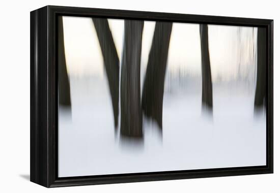 Canada, Ottawa, Ottawa River. Abstract of Tree Trunks in Snow-Bill Young-Framed Premier Image Canvas