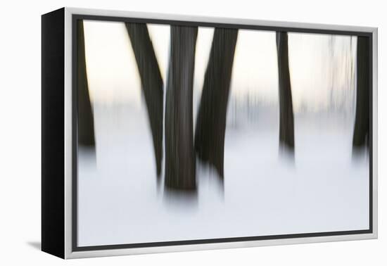 Canada, Ottawa, Ottawa River. Abstract of Tree Trunks in Snow-Bill Young-Framed Premier Image Canvas