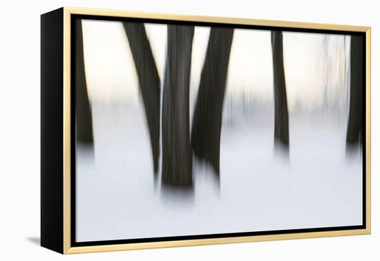 Canada, Ottawa, Ottawa River. Abstract of Tree Trunks in Snow-Bill Young-Framed Premier Image Canvas