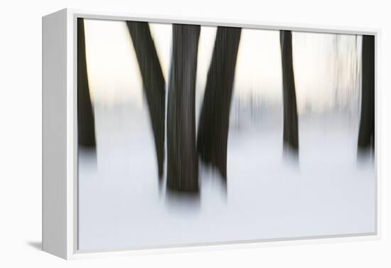 Canada, Ottawa, Ottawa River. Abstract of Tree Trunks in Snow-Bill Young-Framed Premier Image Canvas