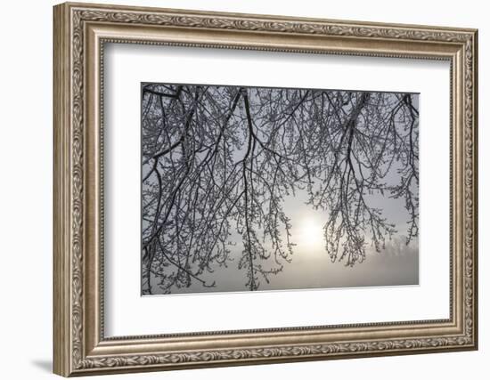 Canada, Ottawa, Ottawa River. Frosty Branches and Fog-Shrouded Sun-Bill Young-Framed Photographic Print