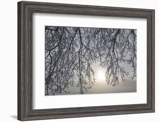 Canada, Ottawa, Ottawa River. Frosty Branches and Fog-Shrouded Sun-Bill Young-Framed Photographic Print