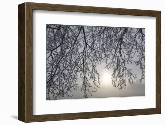 Canada, Ottawa, Ottawa River. Frosty Branches and Fog-Shrouded Sun-Bill Young-Framed Photographic Print