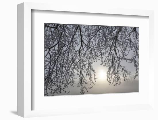 Canada, Ottawa, Ottawa River. Frosty Branches and Fog-Shrouded Sun-Bill Young-Framed Photographic Print