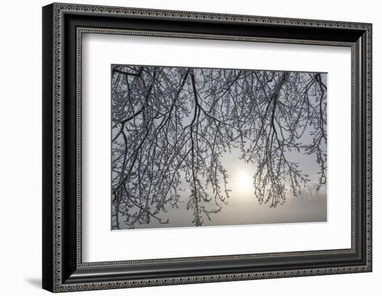 Canada, Ottawa, Ottawa River. Frosty Branches and Fog-Shrouded Sun-Bill Young-Framed Photographic Print