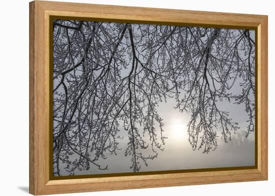 Canada, Ottawa, Ottawa River. Frosty Branches and Fog-Shrouded Sun-Bill Young-Framed Premier Image Canvas